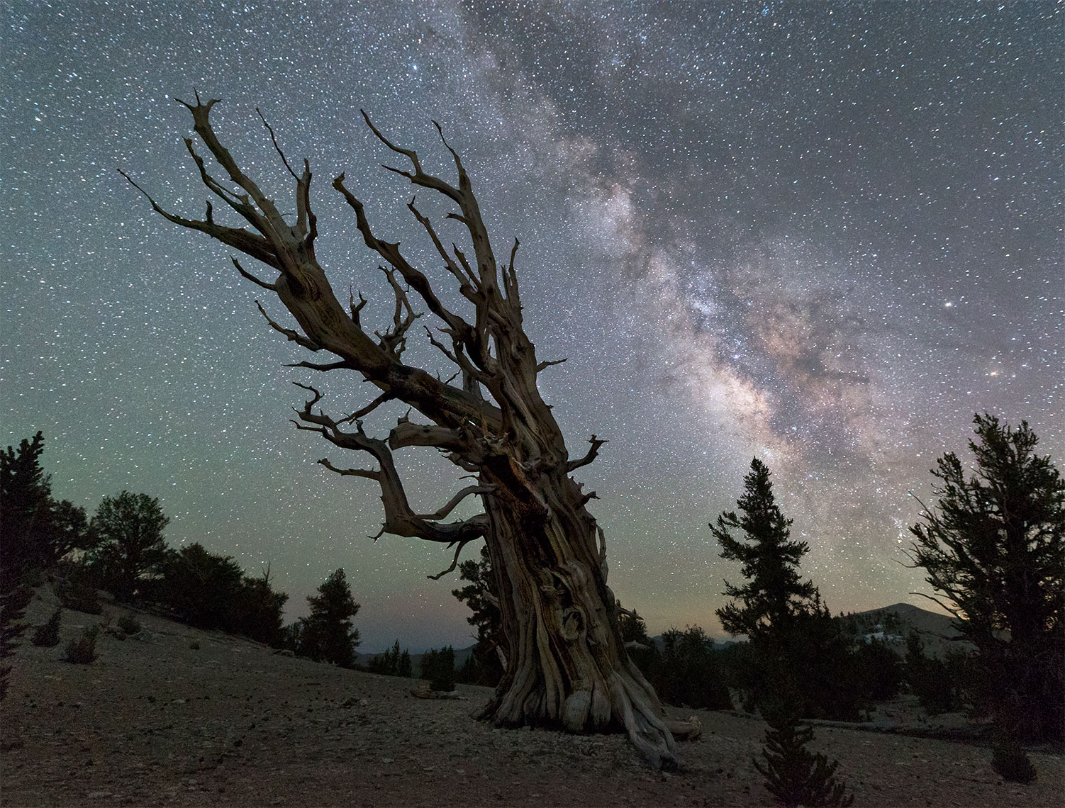 bristlecone_milky_way