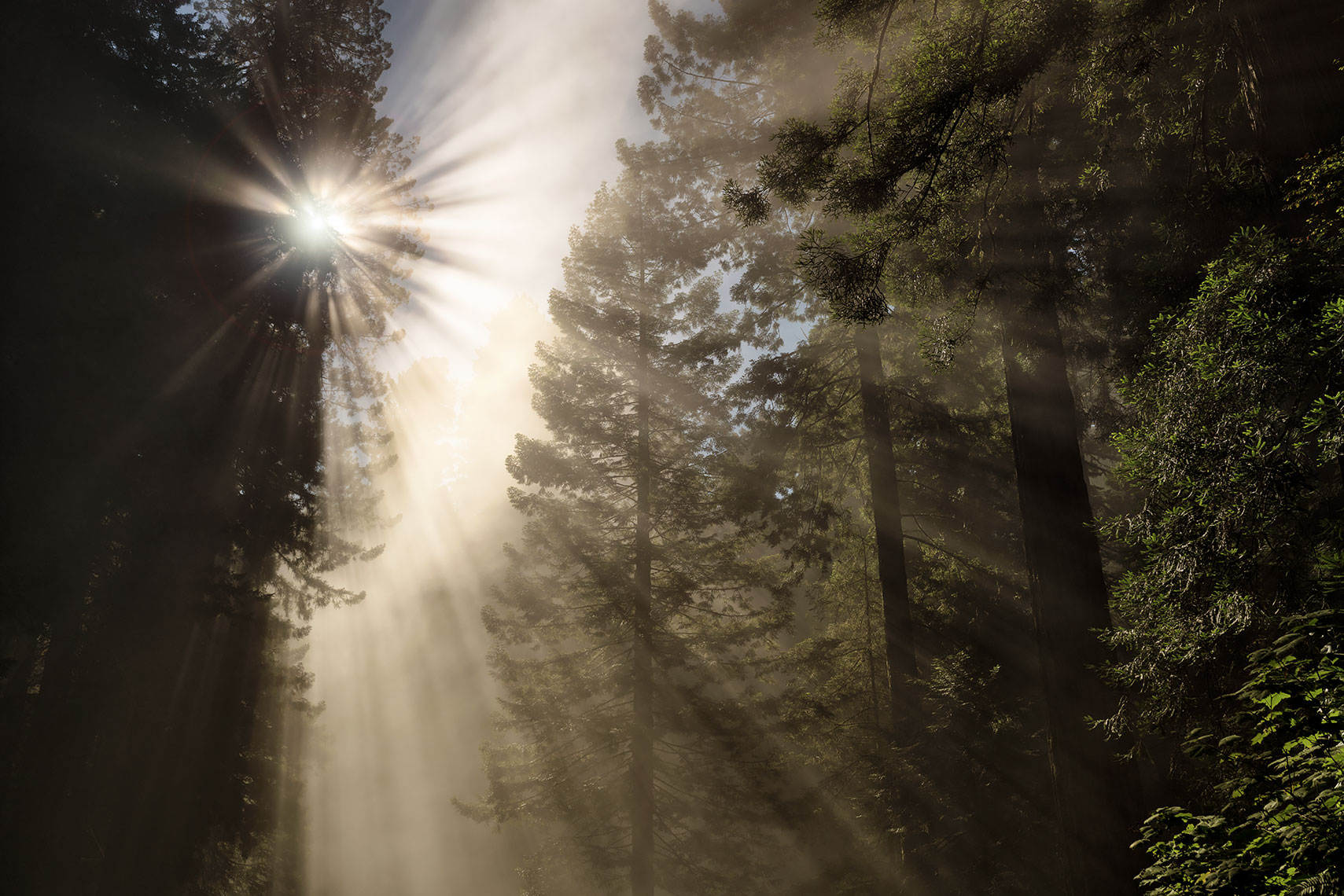 redwood_rays_web