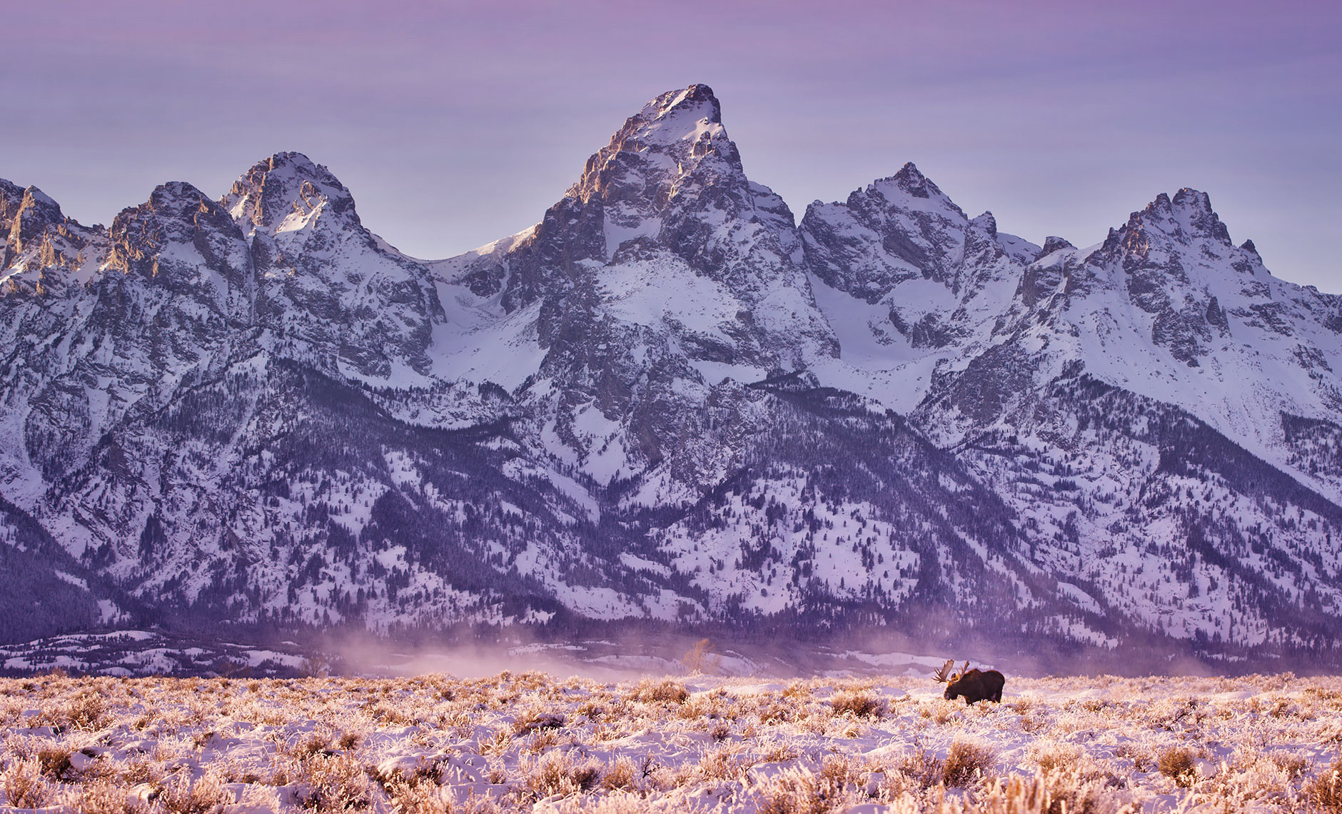 tetons_winter_moose